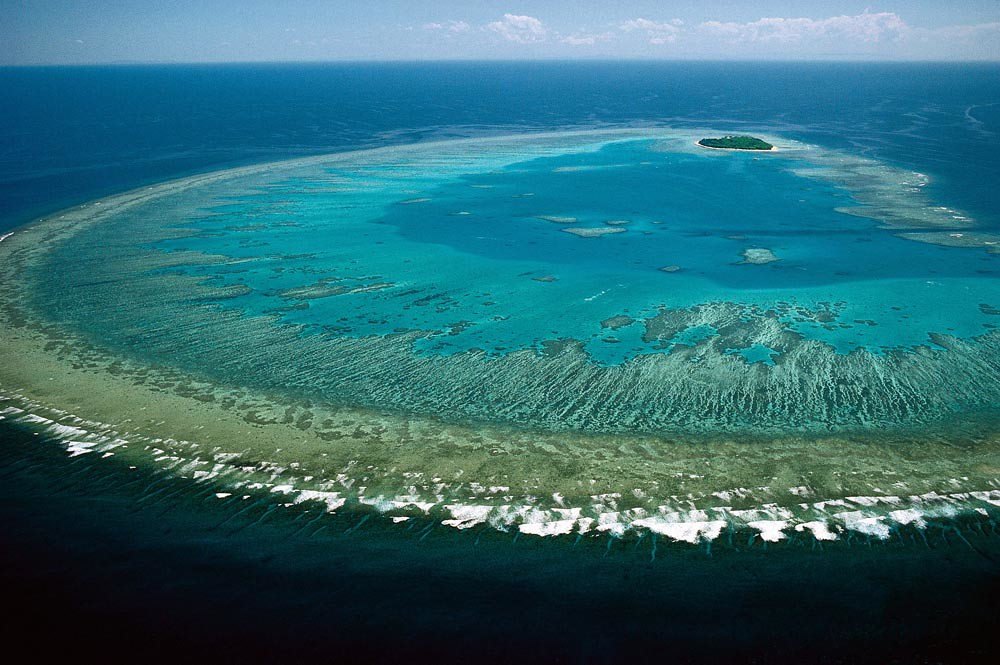 Great Barrier Reef coral